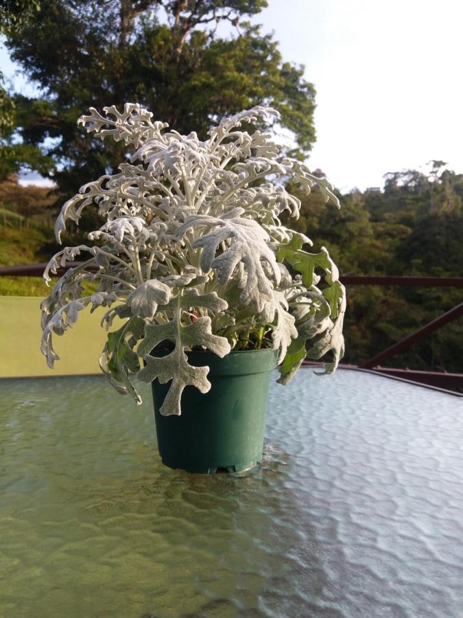 Quinta Los Volcanes 투리알바 외부 사진